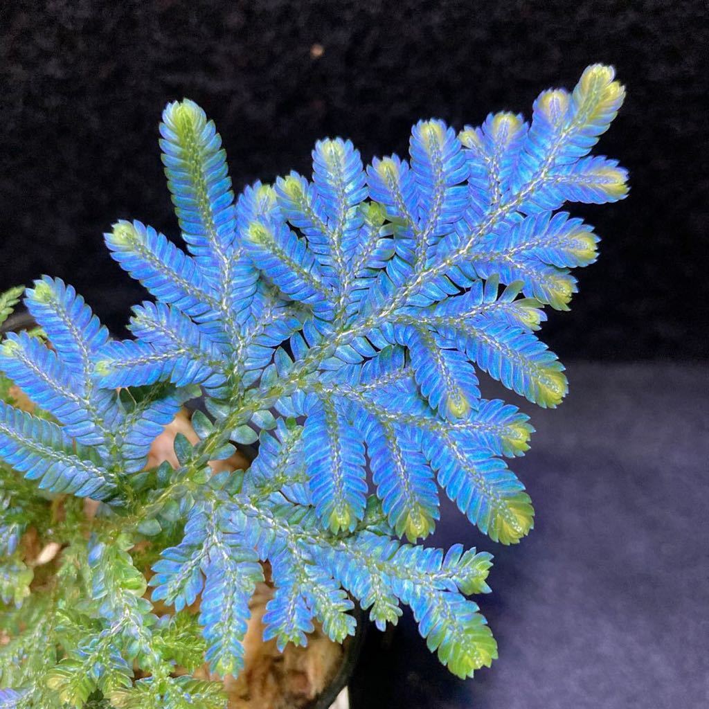 Selaginella