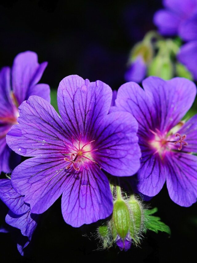 Top 20 Common Aromatic Plants Around the World