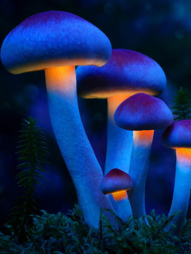 Top 15 Hallucinogenic Plants Found on Planet Earth