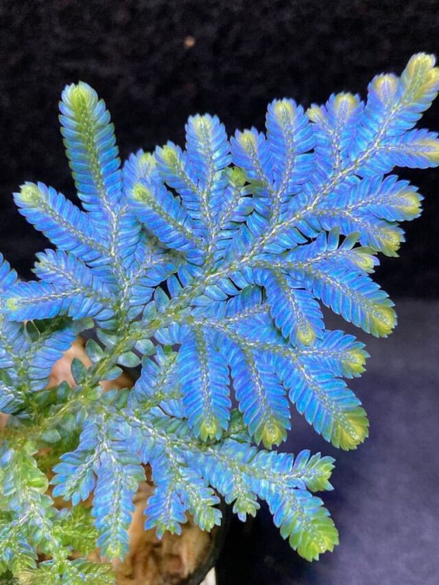 Selaginella